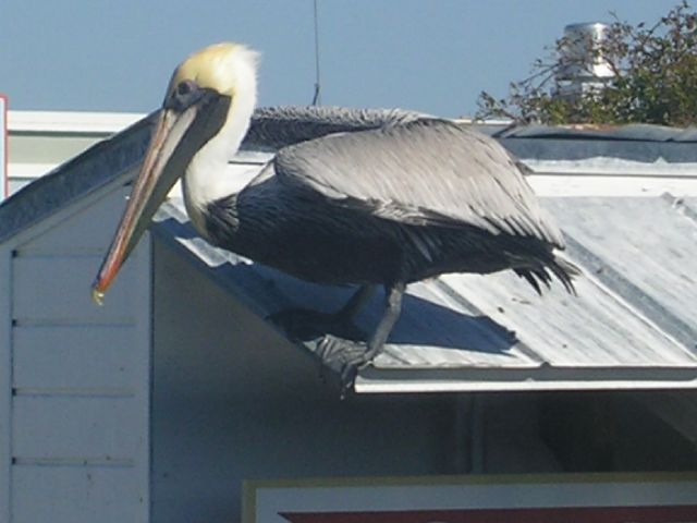 PICT0036.JPG