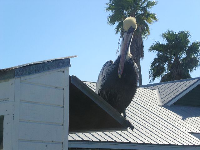PICT0043.JPG