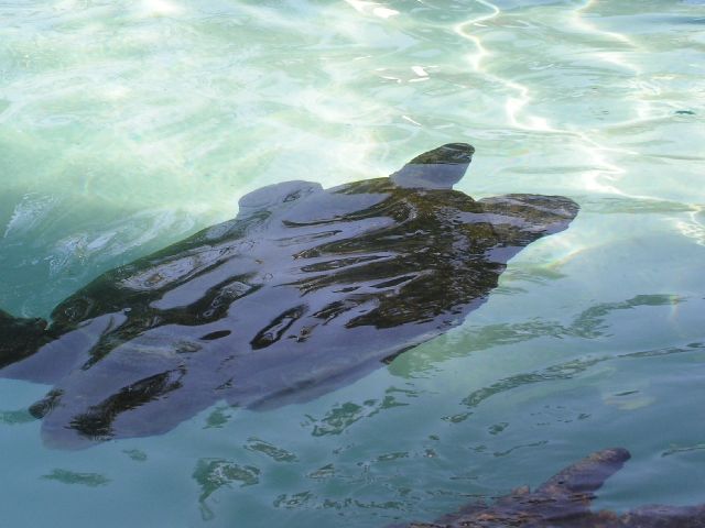 PICT0005.JPG