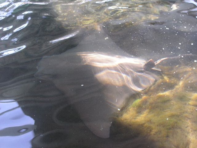 PICT0007.JPG