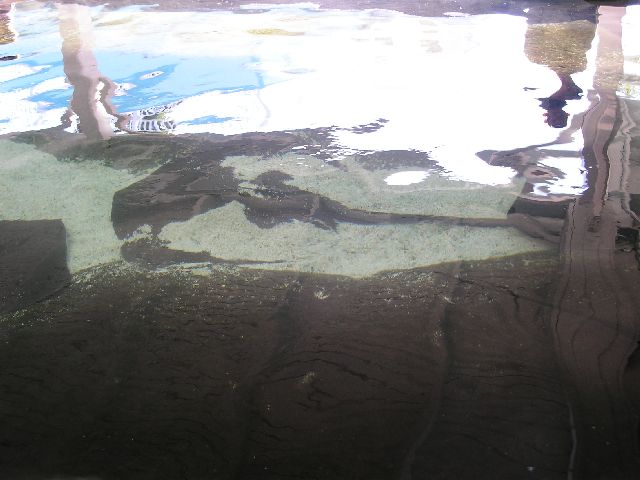 PICT0011.JPG