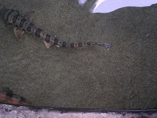 PICT0085.JPG