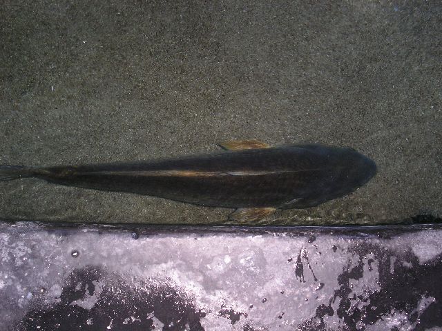PICT0086.JPG