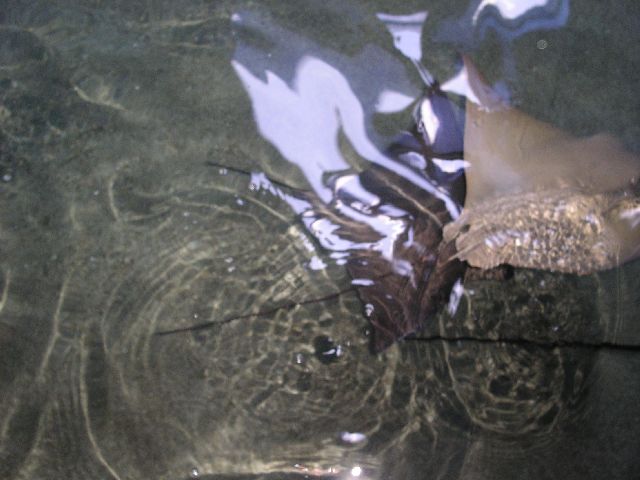 PICT0087.JPG
